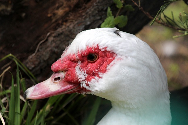 现代滑翔伞 现代滑翔伞